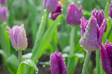Green area relax outdoors garden with plants