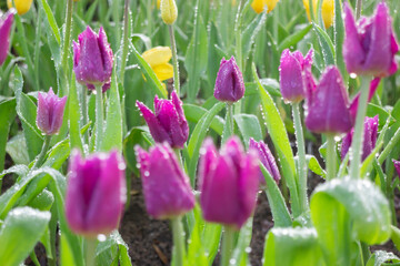 Green area relax outdoors garden with plants