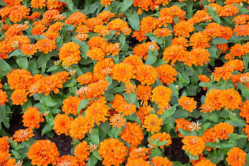 Green area relax outdoors garden with plants