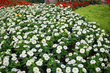 Green area relax outdoors garden with plants