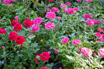 Green area relax outdoors garden with plants
