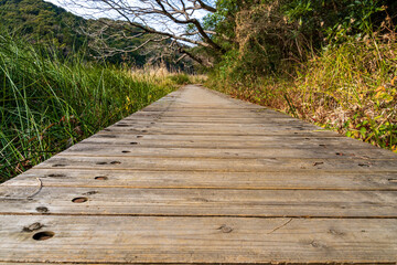 Fototapeta premium 静岡県磐田市鶴ヶ池 12月 冬の木道 