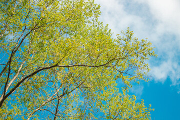 autumn leaves against blue sky