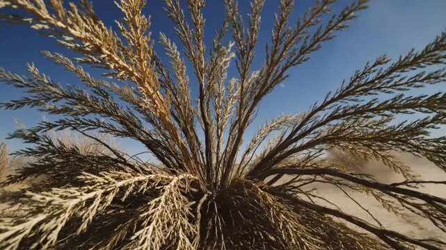 Low-angle shot of a desert plant in sunlight with a clear blue sky and blowing sand