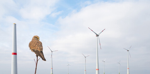 Common kestrel and wind turbine park,  environment issue and wildlife protection, transformation to renewable sustainable energy, windfarm, risk to birds © Berit Kessler