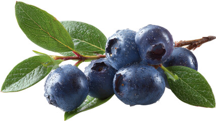 Fresh ripe blueberries with green leaves on a branch and isolated on white background create a healthy organic dessert of juicy sweet blue berries