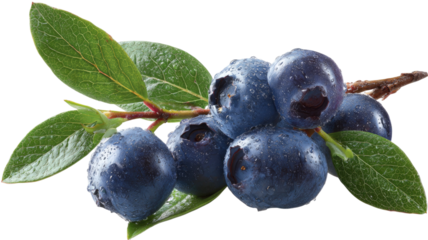 Fresh ripe blueberries with green leaves on a branch and isolated on white background create a healthy organic dessert of juicy sweet blue berries
