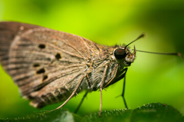 Macro side view of brown Skipper butterfly (Hesperiidae) resting on green leaf.