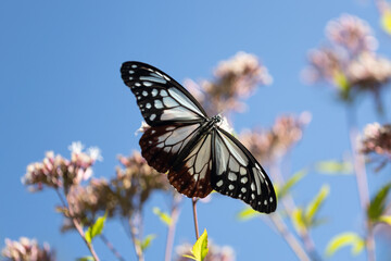 羽を広げるアサギマダラ（青空）