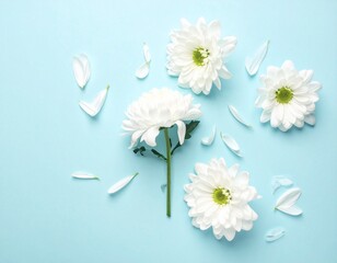 White chrysanthemum flowers and petals scattered on pastel blue background. Minimal floral flat lay for natural cosmetics, spa, health