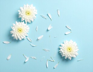 White chrysanthemum flowers and petals scattered on pastel blue background. Minimal floral flat lay for natural cosmetics, spa, health