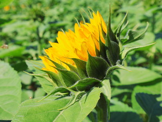 sunflower in the field