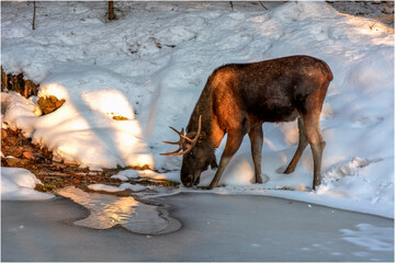 Elchbulle trinkt
