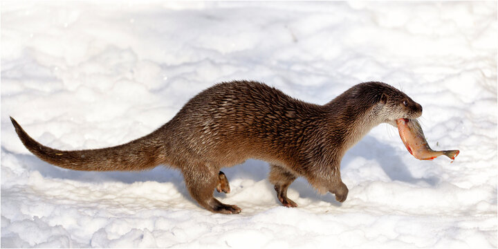 Fischotter mit Rotfeder