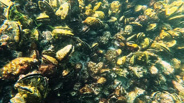 The orange-striped green sea anemone Diadumene lineata, A small Actinia - an invader