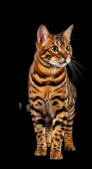 Bengal cat standing alert on black background, captivating feline portrait.
