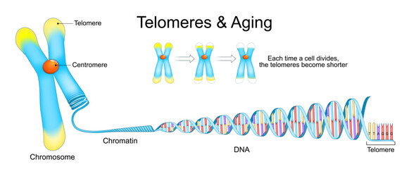 Chromosome, Telomeres and Aging process. Chromatin, DNA and Telomere.