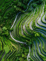 Lush Green Terraced Rice Fields from Above