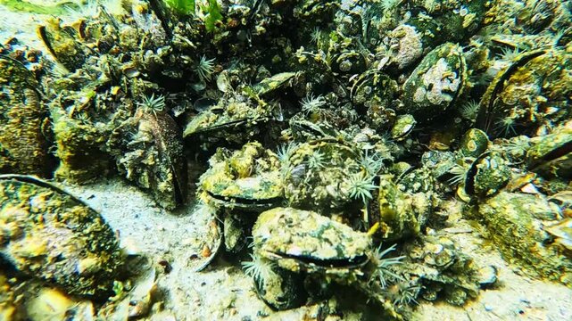The orange-striped green sea anemone Diadumene lineata, A small Actinia - an invader