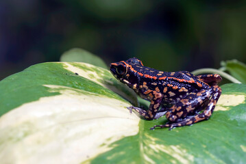 Pulchrana picturata, also known as the spotted stream frog, close up of a spotted stream frog