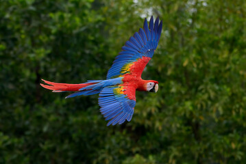 macaw bird flying freely in nature,macaw bird with its colorful feathers