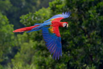 macaw bird flying freely in nature,macaw bird with its colorful feathers