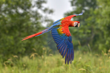macaw bird flying freely in nature,macaw bird with its colorful feathers
