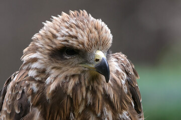 Black Kite - Milvus migrans, beautiful brown raptor from European forest, Black kite perched on a tree log