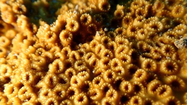 Stony colonial coral Oculina patagonica close-up undersea, Ligurian Sea, Italy, Imperia
