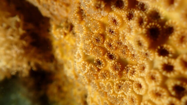 Stony colonial coral Oculina patagonica close-up undersea, Ligurian Sea, Italy, Imperia
