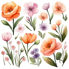 Collection of Various Watercolor Spring Flower Elements Isolated on White Background