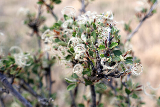 Mountain Mahogony feathery seeds growing in the Rocky Mountians of Colorado, USA