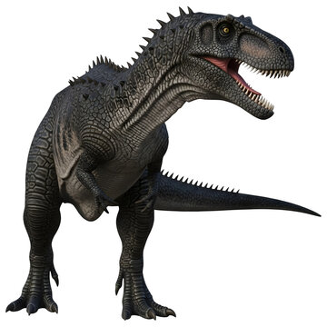 Giganotosaurus Dinosaur Side View 3D Illustration Isolated on White Background"
