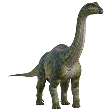 Camarasaurus Dinosaur Walking 3D Illustration Isolated on White Background"