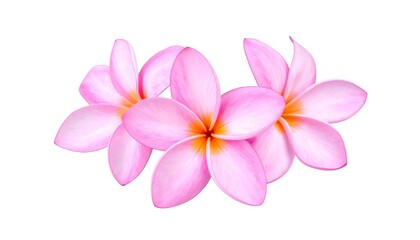 Pink Plumeria Flowers Isolated on White Background.