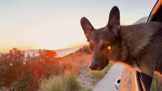 LENS FLARE, CLOSE UP: Golden sunset over the sea, as dog peers out of car window while traveling along scenic coastal road. An excited mixed breed doggo on a summer holiday trip by the Adriatic Sea.