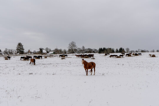 Herd of horses grazing in snowy pasture during winter, chestnut horse in foreground, peaceful rural farm landscape under overcast sky - Powered by Adobe