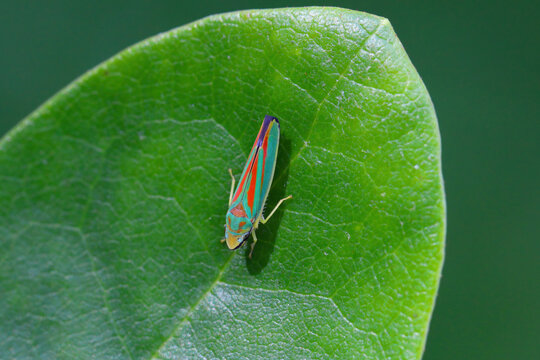 Rhododendron leafhopper, Graphocephala fennahi. species of leafhopper native to the US. Alien and introduced species in Europe. Rhododendron pest.