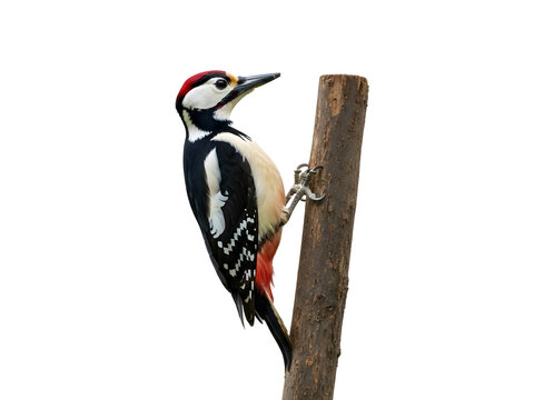 woodpecker perched on branch isolated on a white background
