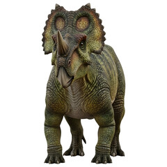 Fototapeta premium Centrosaurus Dinosaur Front View 3D Illustration Isolated on White Background