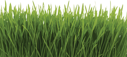 Fresh green grass texture background, dense natural lawn foliage, spring meadow vegetation pattern, eco nature landscape element, realistic green vector illustration © Farzana