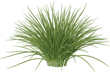 Ornamental green grass bush isolated, natural garden plant foliage, decorative meadow vegetation element, eco landscaping design, realistic botanical vector illustration © Farzana
