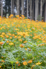 Obraz premium field of flowers