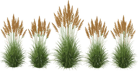 Ornamental pampas grass plants set, natural reed foliage collection, decorative garden landscaping elements, wild meadow vegetation, realistic green vector illustration © Farzana