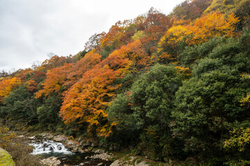 Obraz premium colorful autumn leaves in the forest