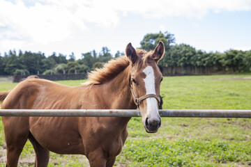 Fototapeta premium horse in the field