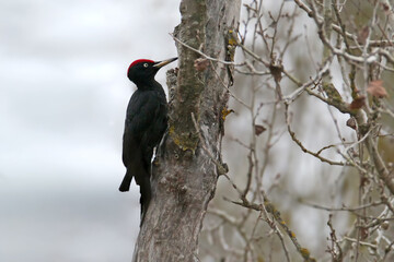 An adult male black woodpecker (Dryocopus martius) perched on a tree trunk against a blurred gray background