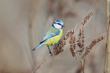 A close-up photo of a Eurasian blue tit (Cyanistes caeruleus) perched on a thin branch of a dry bush against a blurred background © VOLODYMYR KUCHERENKO