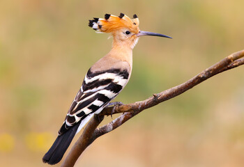 A common hoopoe (Upupa epops) with its crest spread out, photographed close-up, perched on a branch against a blurred background © VOLODYMYR KUCHERENKO