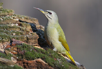An adult female grey-headed woodpecker (Picus canus) is photographed close-up with its tongue hanging out against a blurred background.